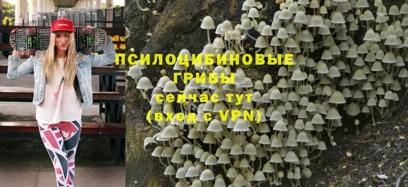 Псилоцибиновые грибы Magic Shrooms  Гусев 